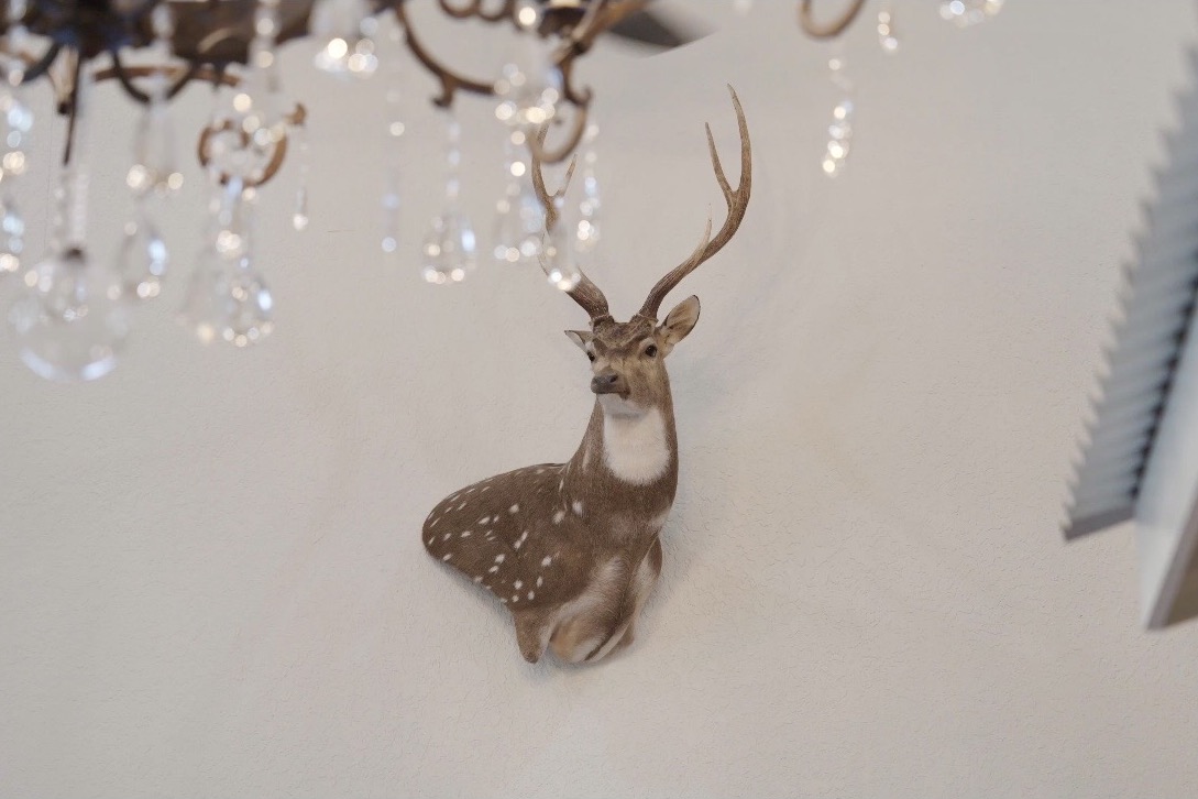Deer campaign artwork